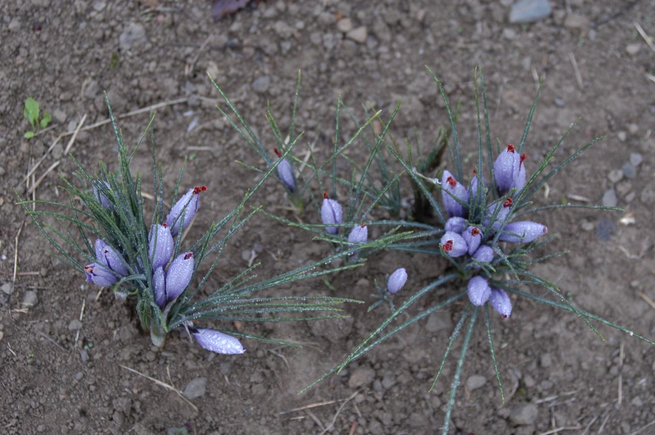 Bouquet de crocus