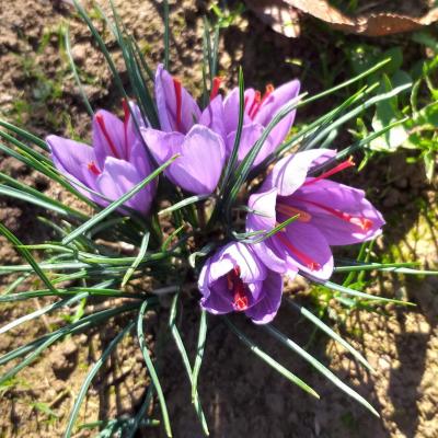 Fleurs pour site