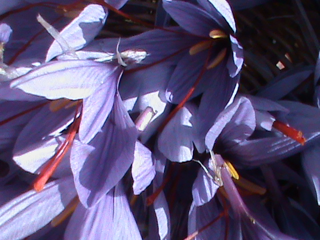 DSC00181