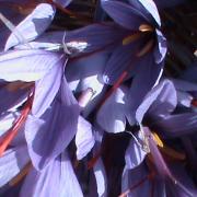 DSC00181